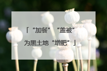 “加餐”“盖被” 为黑土地“增肥”