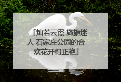 灿若云霞 旖旎迷人 石家庄公园的合欢花开得正艳
