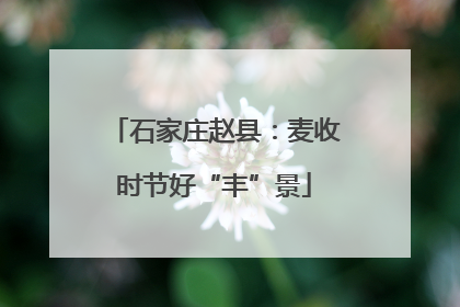 石家庄赵县：麦收时节好“丰”景