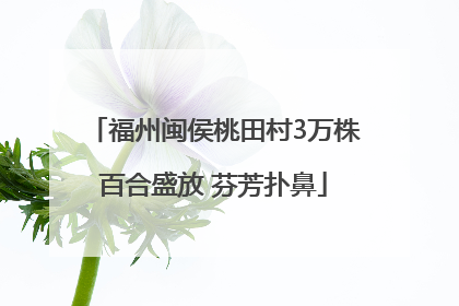 福州闽侯桃田村3万株百合盛放 芬芳扑鼻