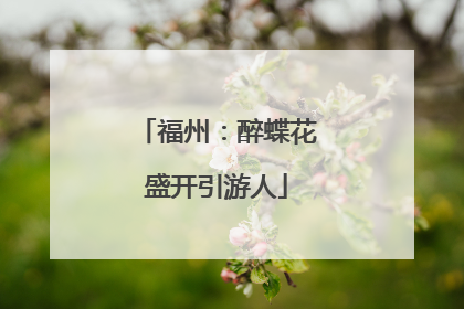 福州：醉蝶花盛开引游人