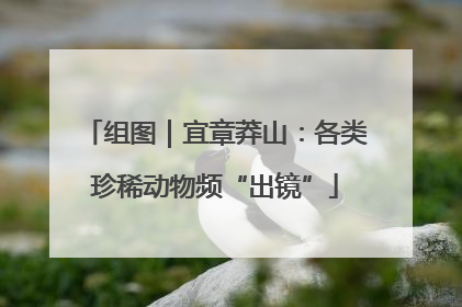 组图｜宜章莽山：各类珍稀动物频“出镜”