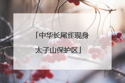 中华长尾雀现身太子山保护区
