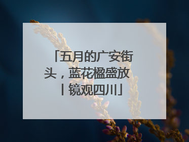 五月的广安街头，蓝花楹盛放丨镜观四川