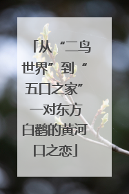 从“二鸟世界”到“五口之家” 一对东方白鹳的黄河口之恋