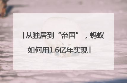 从独居到“帝国”，蚂蚁如何用1.6亿年实现
