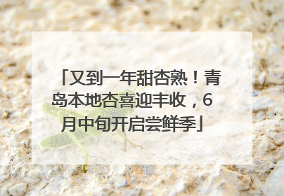 又到一年甜杏熟！青岛本地杏喜迎丰收，6月中旬开启尝鲜季