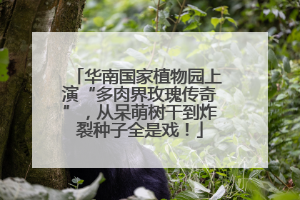 华南国家植物园上演“多肉界玫瑰传奇”，从呆萌树干到炸裂种子全是戏！