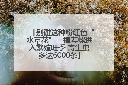 别碰这种粉红色“水草花”：福寿螺进入繁殖旺季 寄生虫多达6000条