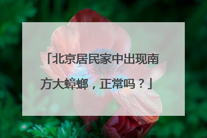 北京居民家中出现南方大蟑螂，正常吗？