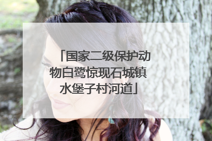 国家二级保护动物白鹭惊现石城镇水堡子村河道