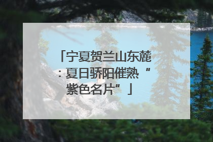 宁夏贺兰山东麓：夏日骄阳催熟“紫色名片”