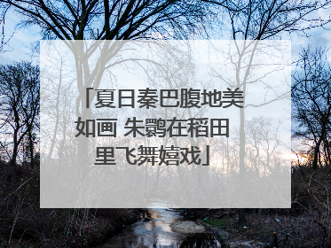 夏日秦巴腹地美如画 朱鹮在稻田里飞舞嬉戏