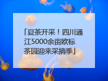 夏茶开采！四川通江5000余亩欧标茶园迎来采摘季