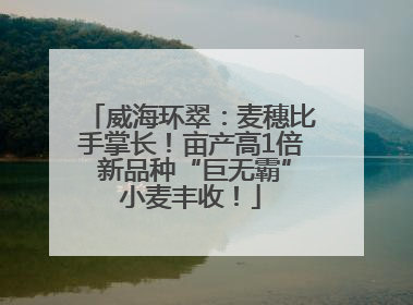 威海环翠：麦穗比手掌长！亩产高1倍 新品种“巨无霸”小麦丰收！