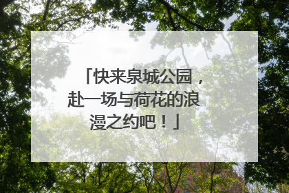 快来泉城公园，赴一场与荷花的浪漫之约吧！