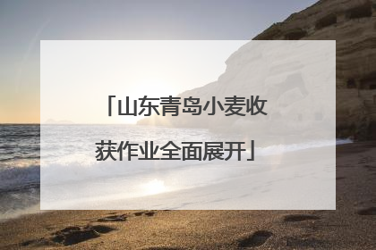 山东青岛小麦收获作业全面展开