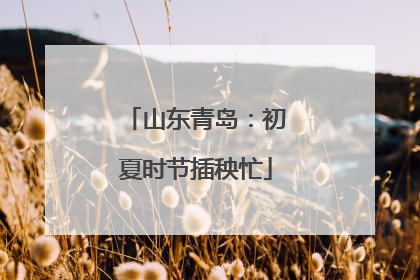 山东青岛：初夏时节插秧忙