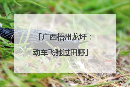 广西梧州龙圩：动车飞驰过田野