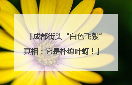 成都街头“白色飞絮”真相：它是朴绵叶蚜！