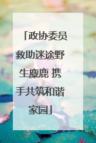 政协委员救助迷途野生麋鹿 携手共筑和谐家园