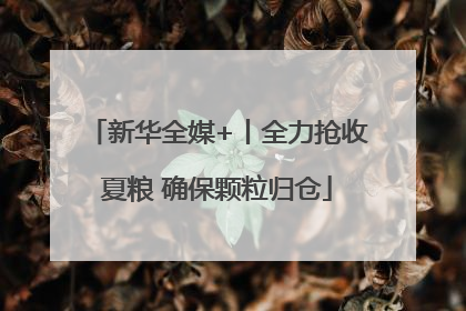 新华全媒+丨全力抢收夏粮 确保颗粒归仓