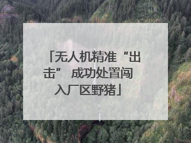 无人机精准“出击” 成功处置闯入厂区野猪