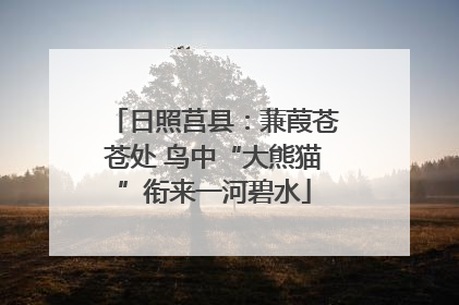 日照莒县：蒹葭苍苍处 鸟中“大熊猫”衔来一河碧水