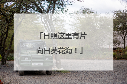 日照这里有片向日葵花海！