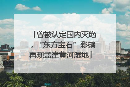 曾被认定国内灭绝，“东方宝石”彩鹮再现孟津黄河湿地