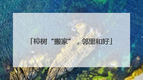 樟树“搬家”，邻里和好