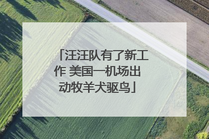 汪汪队有了新工作 美国一机场出动牧羊犬驱鸟