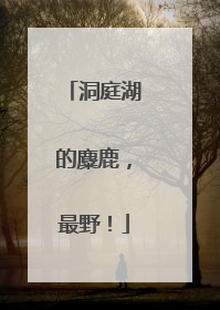 洞庭湖的麋鹿，最野！