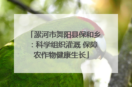 漯河市舞阳县保和乡：科学组织灌溉 保障农作物健康生长