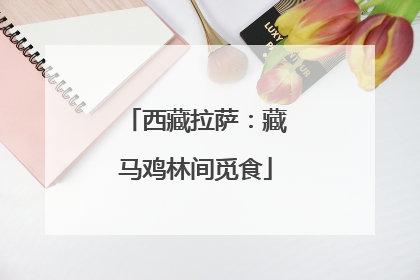西藏拉萨：藏马鸡林间觅食