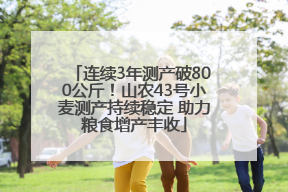 连续3年测产破800公斤！山农43号小麦测产持续稳定 助力粮食增产丰收