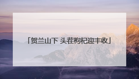 贺兰山下 头茬枸杞迎丰收