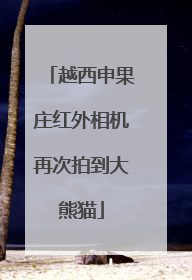 越西申果庄红外相机再次拍到大熊猫