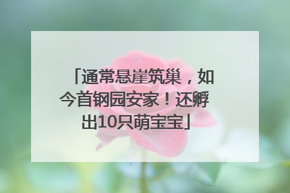 通常悬崖筑巢，如今首钢园安家！还孵出10只萌宝宝