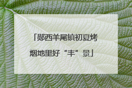 郧西羊尾镇初夏烤烟地里好“丰”景