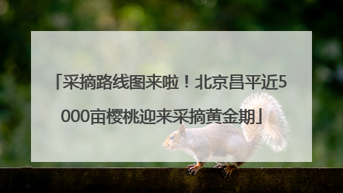 采摘路线图来啦！北京昌平近5000亩樱桃迎来采摘黄金期