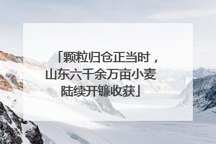 颗粒归仓正当时，山东六千余万亩小麦陆续开镰收获