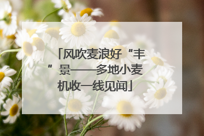 风吹麦浪好“丰”景——多地小麦机收一线见闻