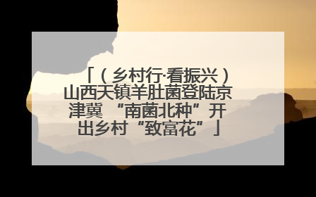 （乡村行·看振兴）山西天镇羊肚菌登陆京津冀 “南菌北种”开出乡村“致富花”