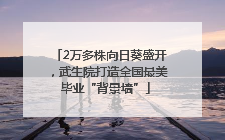 2万多株向日葵盛开，武生院打造全国最美毕业“背景墙”