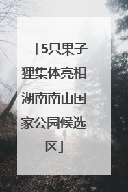 5只果子狸集体亮相湖南南山国家公园候选区