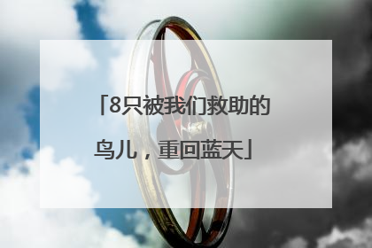 8只被我们救助的鸟儿，重回蓝天